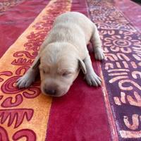 Cuccioli di Labrador
