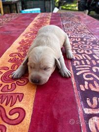Cuccioli di Labrador