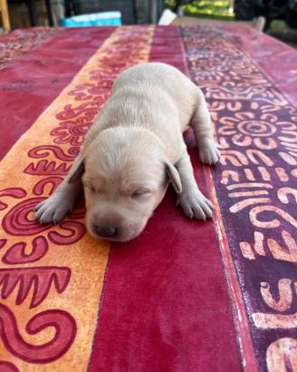 Cuccioli di Labrador
