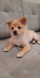 Cani taglia piccola