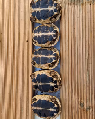 Tartarughe hh