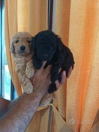 Cuccioli barboncino Toy