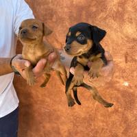 Cuccioli di Pinscher rossi e neri