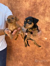 Cuccioli di Pinscher rossi e neri