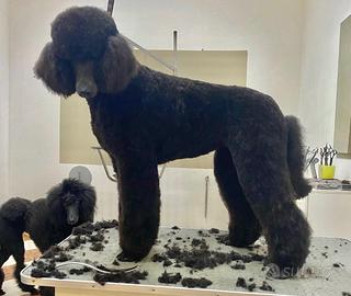 Cucciolo grande mole o barbone gigante