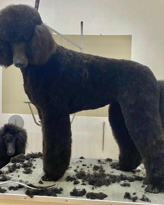 Cucciolo grande mole o barbone gigante