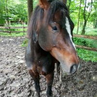 Cavallo intero quorter