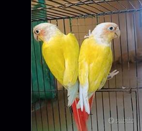 Coppia pyrrhura molinae Suncheek