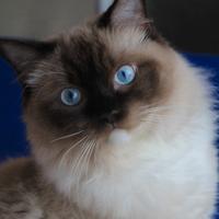 Leonidas, giovane gatto RAGDOLL con pedigree