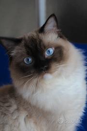 Leonidas, giovane gatto RAGDOLL con pedigree