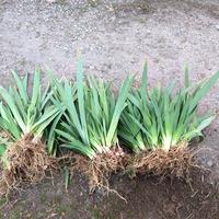 rizomi/ bulbi di iris viola