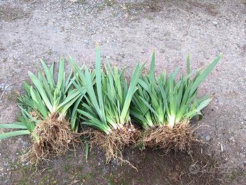 rizomi/ bulbi di iris viola