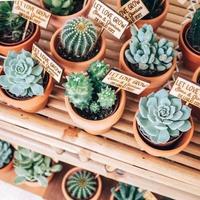 87 vasetti piante grasse - idea bomboniere