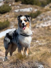 Pastore Australiano disponibile per monta