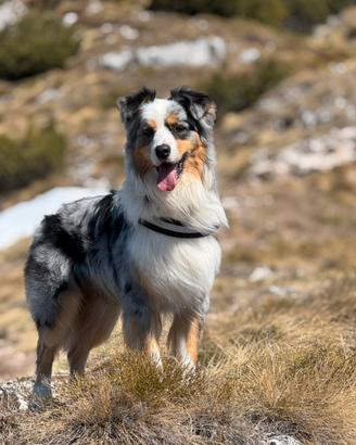 Pastore Australiano disponibile per monta