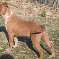 Pitbull ukc bluefawn