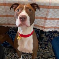 Cane femmina