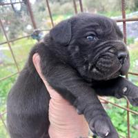 Cuccioli di Cane Corso originali