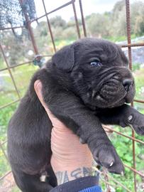 Cuccioli di Cane Corso originali