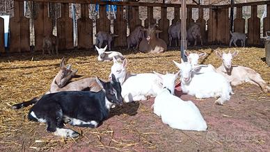 Caprette da latte e pascolo