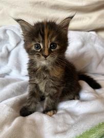 Femmine Maine Coon disponibili