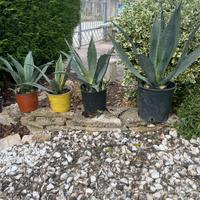 AGAVE E AGAVE AMERICANA