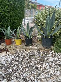 AGAVE E AGAVE AMERICANA