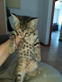 Cucciola