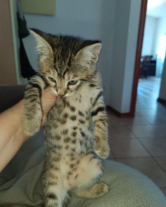 Cucciola