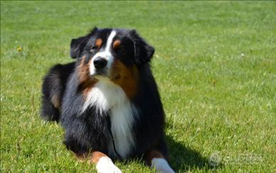 Disponibile x monte