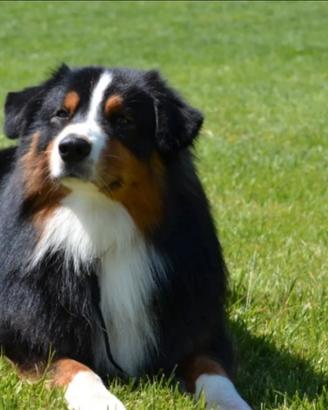 Disponibile x monte
