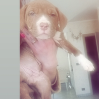 Ultime due cucciole american Pitbull terrier