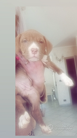 Ultime due cucciole american Pitbull terrier