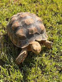 Tartaruga sulcata