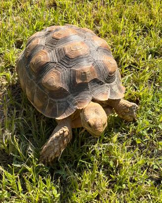 Tartaruga sulcata