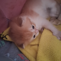 Maschietti golden