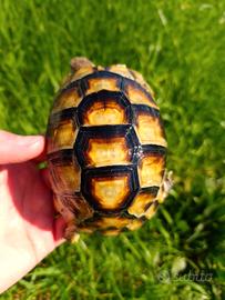 T. Marginata