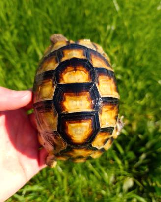 T. Marginata