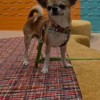 Chihuahua maschio due anni