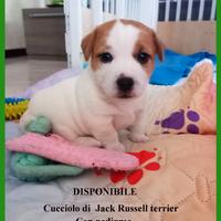 Cucciolo di Jack Russell terrier