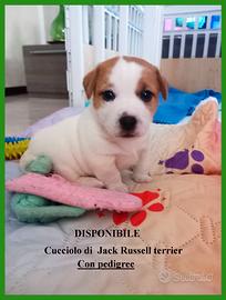 Cucciolo di Jack Russell terrier