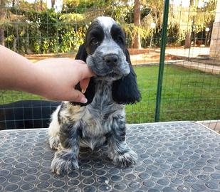 Cuccioli di cocker spaniel inglese