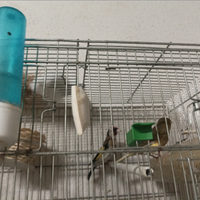 Canarina più cardellino