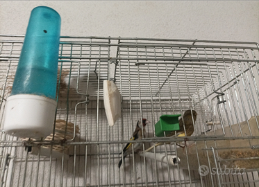 Canarina più cardellino