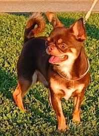 Chihuahua per accoppiamento