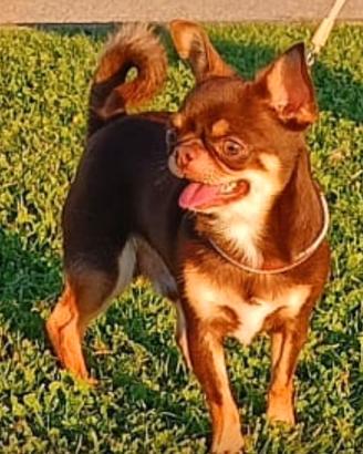 Chihuahua per accoppiamento