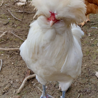 Gallo padovano