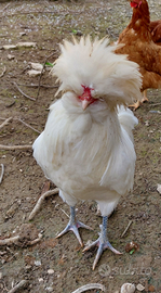 Gallo padovano