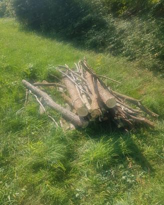 Legna da Ardere  verde