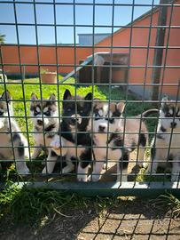 Husky cuccioli